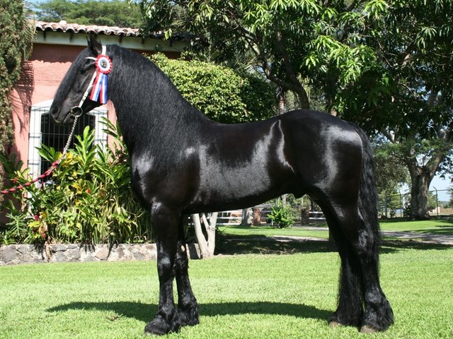 Friesian Stallion Stefan