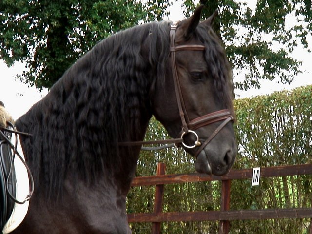 Beautiful Black Friesians